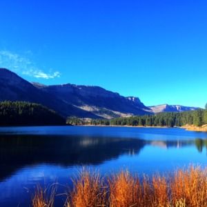 Meet your Posher, Ginger